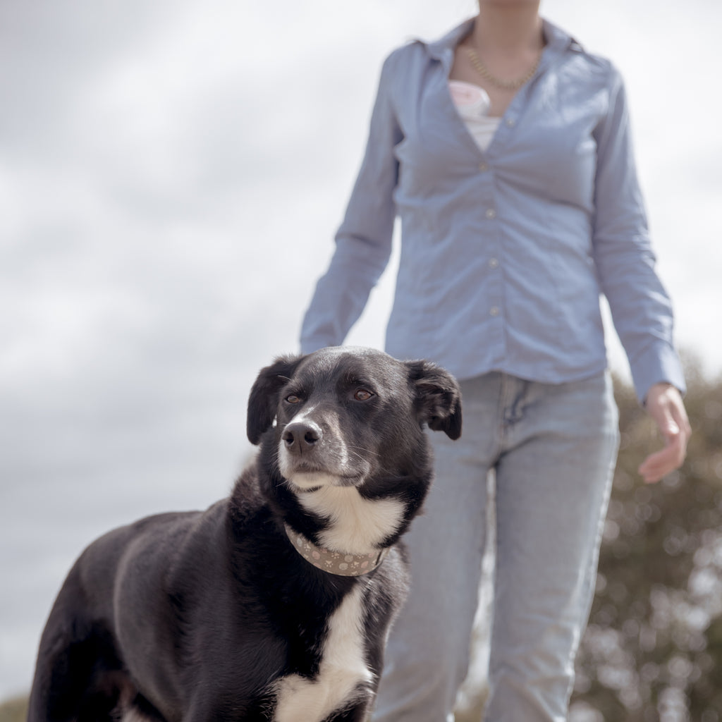 woman wearing a mumilk portable breast pump beside a dog